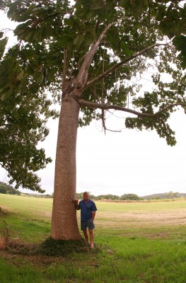 paulownia tree Karl Seahouse with a large plantation grown paulownia tree
